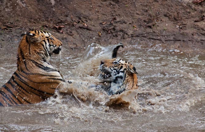 11-captive-tigers-play-with-each-other-670.jpg