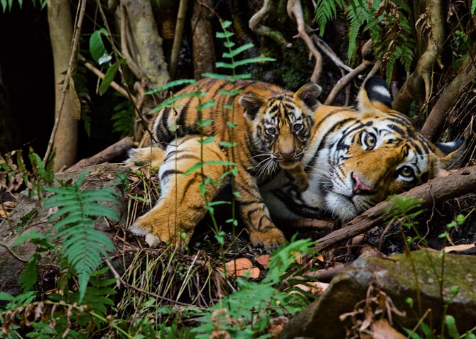 14-mother-rests-with-cub-670.jpg