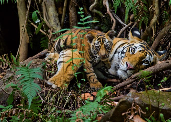 14-mother-rests-with-cub-670.jpg