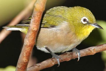 japanesewhiteeye.jpg