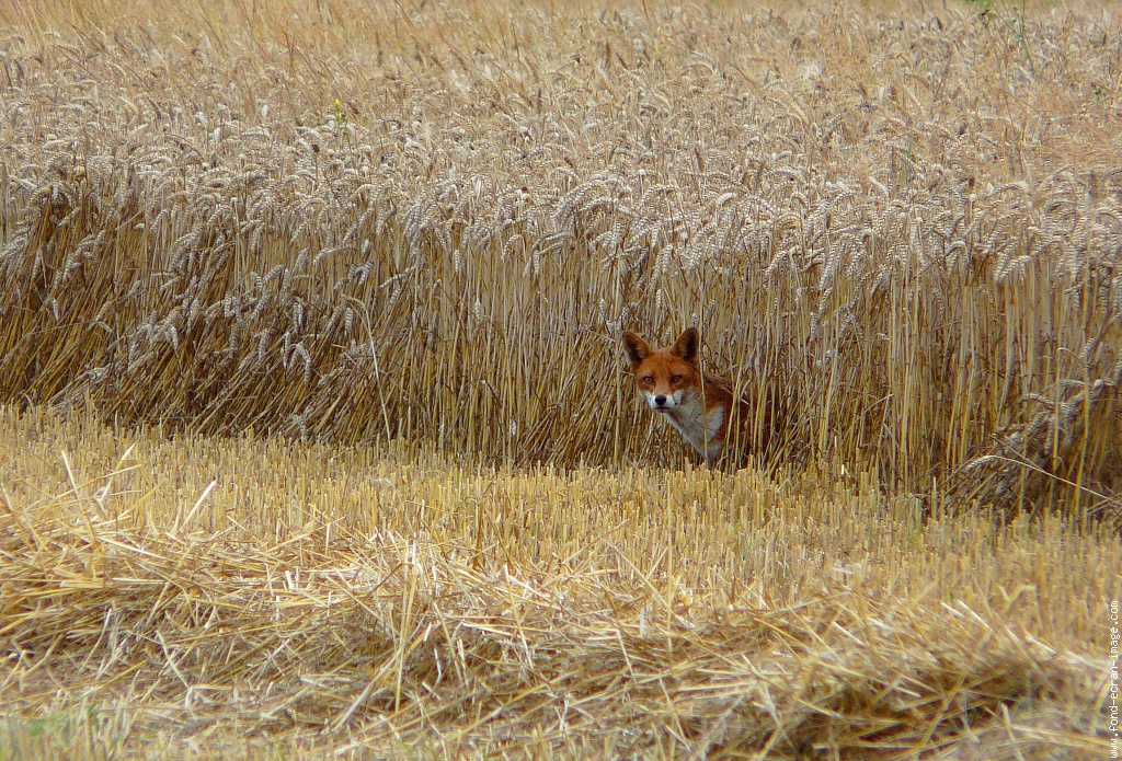 renard-des-bles.jpg