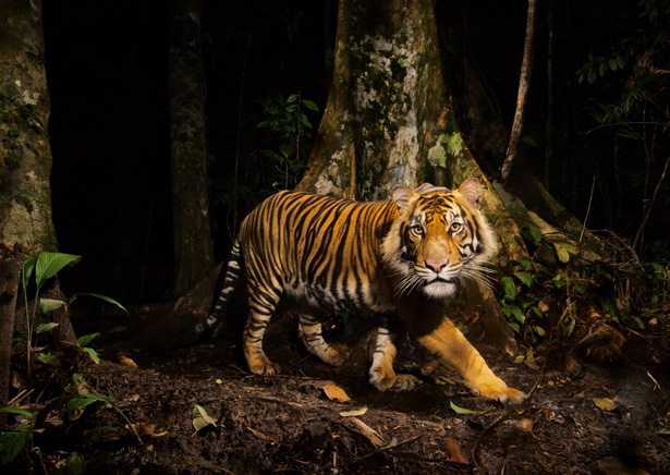 tiger-camera-trap-sumatra-615.jpg