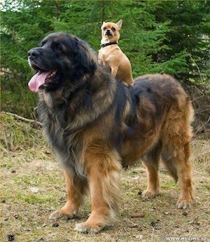 bigsmalldogs.jpg