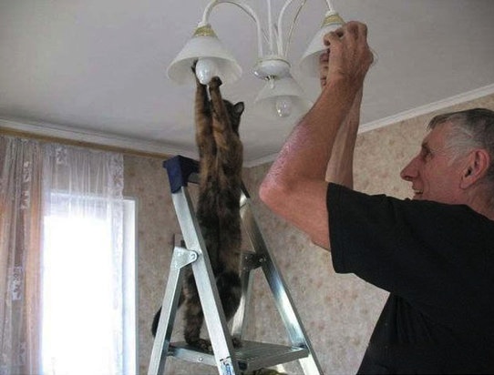 catbulb.jpg